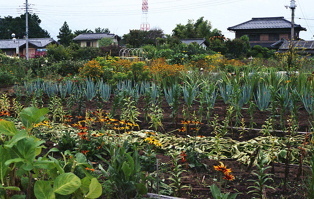 Vegetable and flower fields