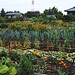 Vegetable and flower fields