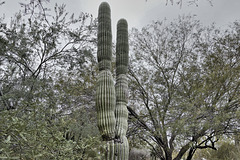 Saguaro Cactus – Desert Botanical Garden, Papago Park, Phoenix, Arizona