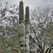Saguaro Cactus – Desert Botanical Garden, Papago Park, Phoenix, Arizona
