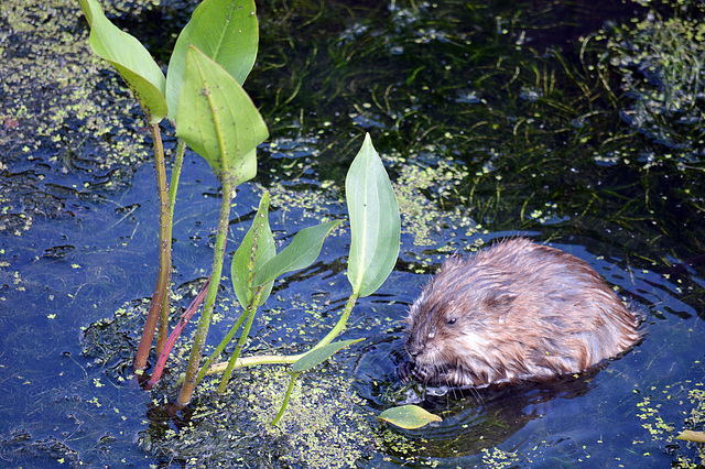 Hungriger Parkbesucher