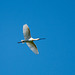 Spoonbill