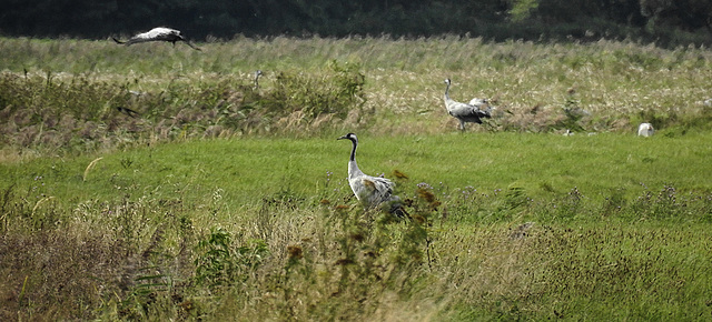 20190906 5852CPw [D~VR] Kranich (Grus grus), Groß Mohrdorf