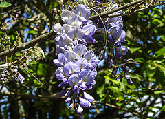 20200517 7467CPw [D~LIP] Chinesische Wisteria (Wisteria sinensis), [Chin. Blauregen], UWZ, Bad Salzuflen