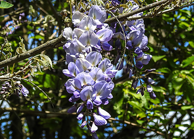 20200517 7467CPw [D~LIP] Blauregen (Wisteria sinensis), UWZ, Bad Salzuflen