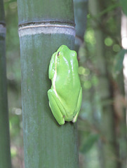 American green tree frog