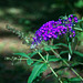 Butterfly Bush