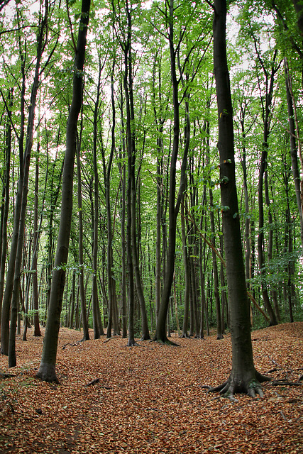 Im Breloer Wäldchen (Sprockhövel) / 16.08.2020