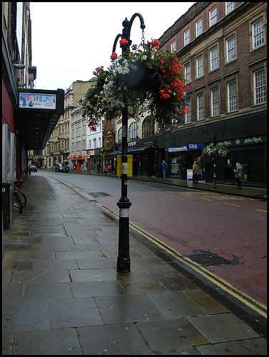 urban blooms on a grey day