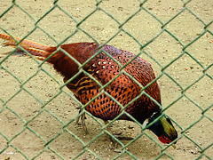 20220422 0630CPw [D~HF] Jagdfasan (Phasianus colchicus), Herford