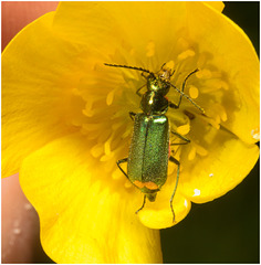 EF7A3579 Common Malachite Beetle