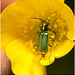 EF7A3579 Common Malachite Beetle