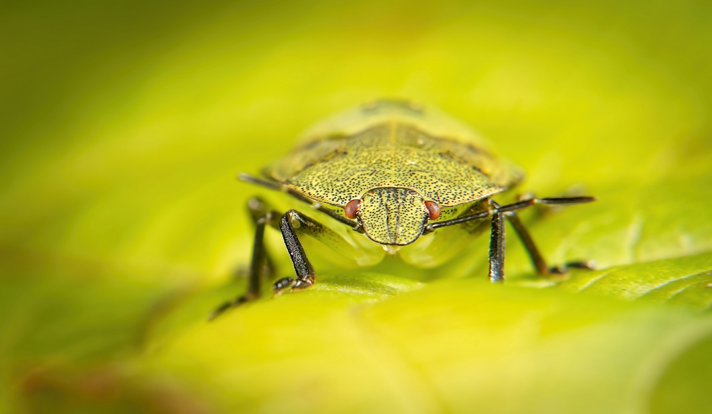 So eine kleine Nymphe einer Grünen Stinkwanze (Palomena prasina) hat sich mir gezeigt :))  A little nymph of a green stink bug (Palomena prasina) showed itself to me :))  Une petite nymphe de punaise verte (Palomena prasina) s'est montrée à moi :)