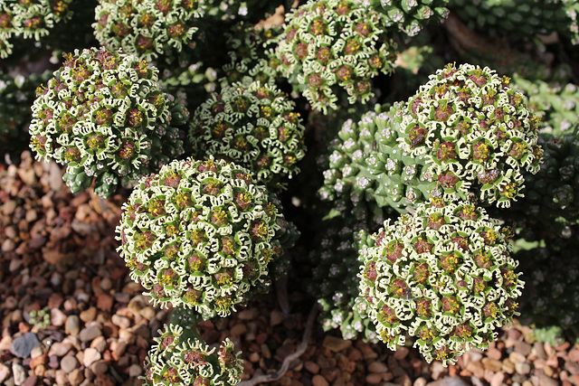 Euphorbia caput-medusae (Medusa's Head)