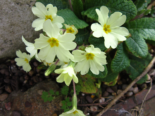 Primroses are out