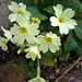 Primroses are out
