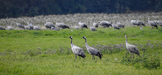 20190906 5853CPw [D~VR] Kranich (Grus grus), Groß Mohrdorf