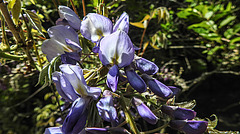 20200517 7468CPw [D~LIP] Chinesische Wisteria (Wisteria sinensis), [Chin. Blauregen], UWZ, Bad Salzuflen