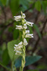 Spiranthes sylvatica (Woodland Ladies'-tresses orchid)