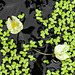 20210713 1688CPw [D~LIP] Wasser-Pest (Egebia densa), Wasserlinse (Lemna minor), Bad Salzuflen