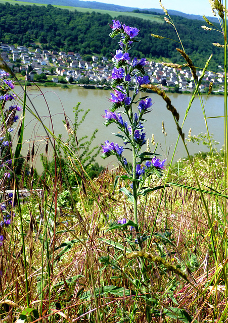 DE - Boppard - Am Bopparder Hamm