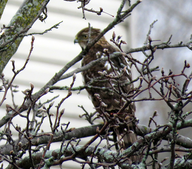 Hawk watching birds at the feeder