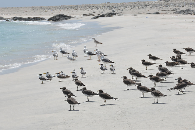 Seashore and birds.