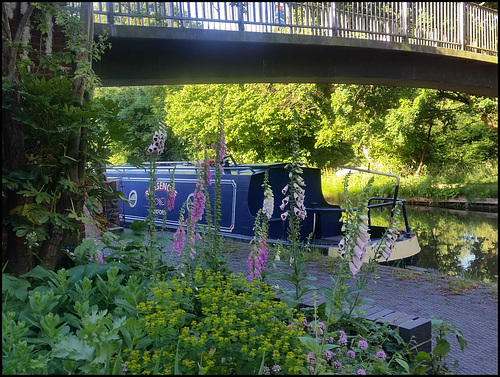 foxgloves by the canal