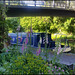 foxgloves by the canal