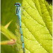 EF7A3586 Common Blue Damselfly