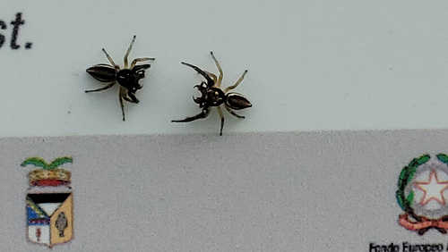 sie sind sich 'Spinnefeind'
