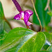 Orchid Plants 44