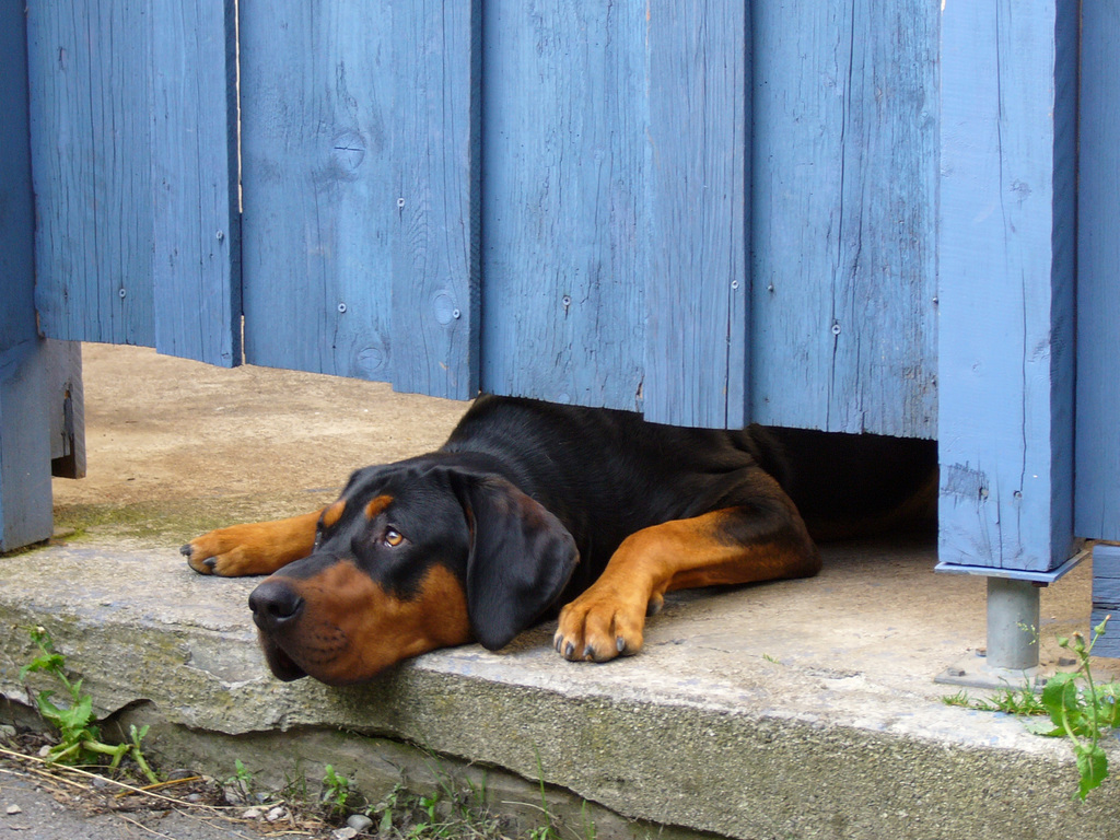 Wachhund