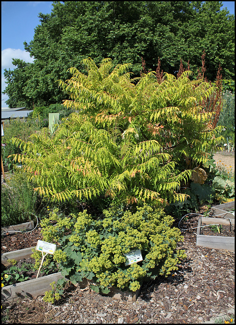 Rhus typhina et Alchemille (2)