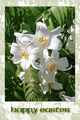 Lilies in Saint Peter's Churchyard - Happy Easter - 8.7.10