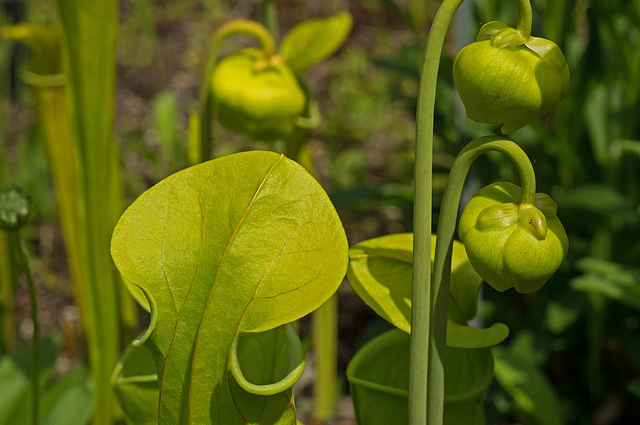 Emerging Pitcher Plant