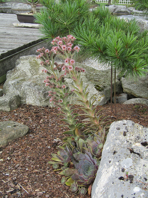 Sukkulente in Blüte