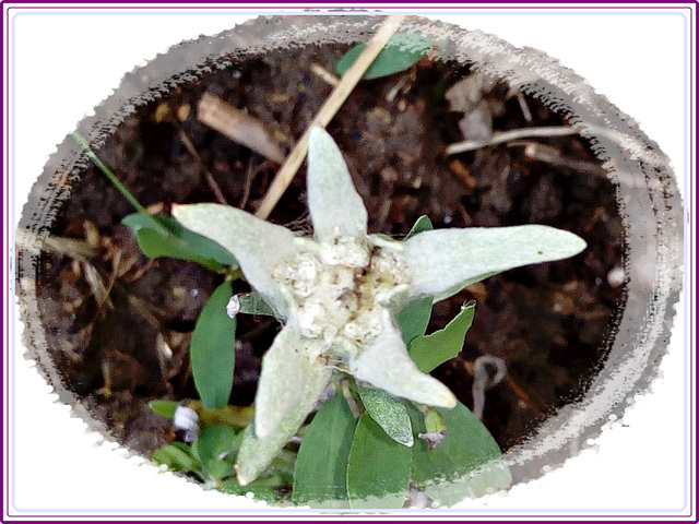 Un Edelweiss dans mon jardin