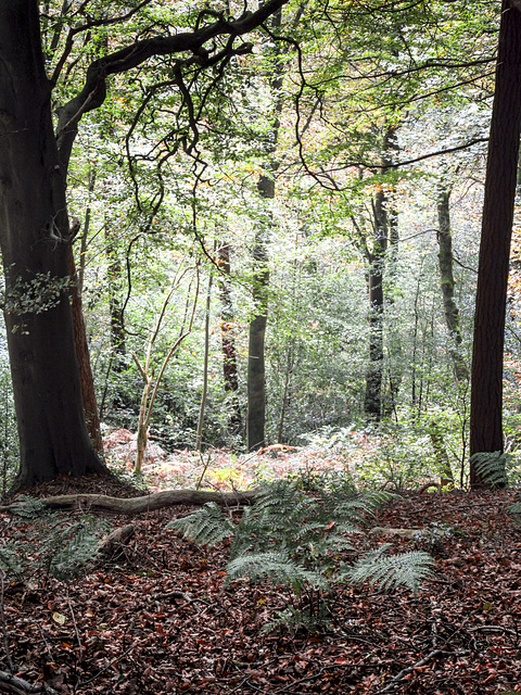 Looking down from the beeches