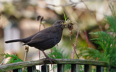 Blackbird (spring is here!)   /   March 2018
