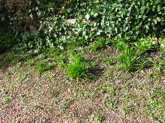 Bluebells have got their greens out