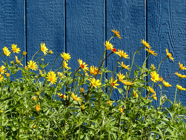 Yellow and blue