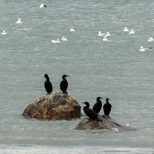 Day 8, Double-crested Cormorants and Gulls