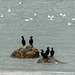 Day 8, Double-crested Cormorants and Gulls