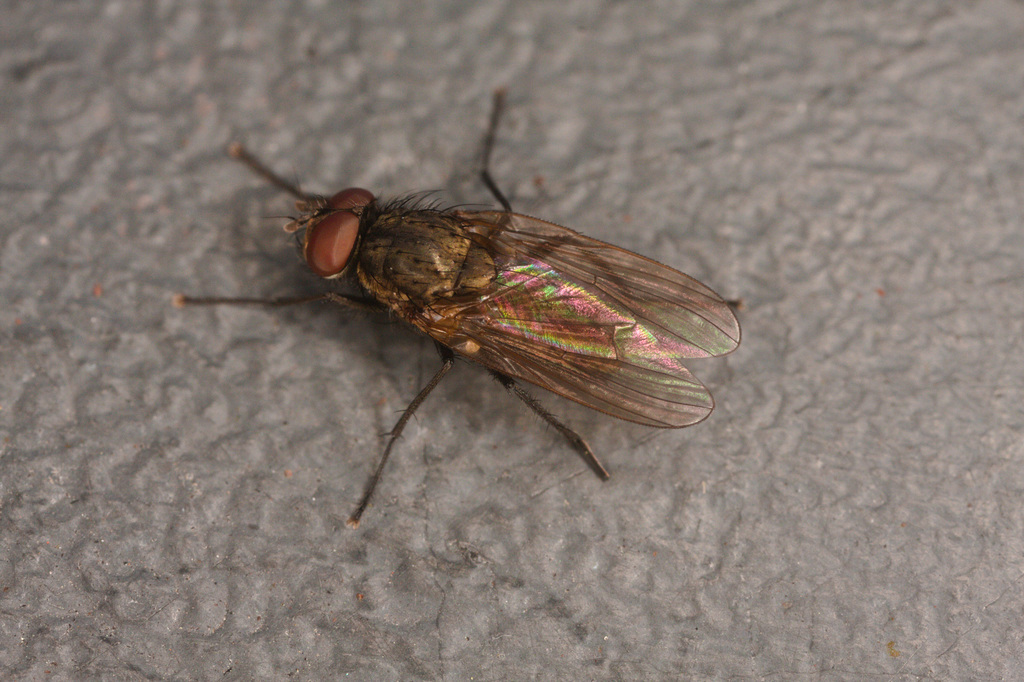 FlyIMG 0803
