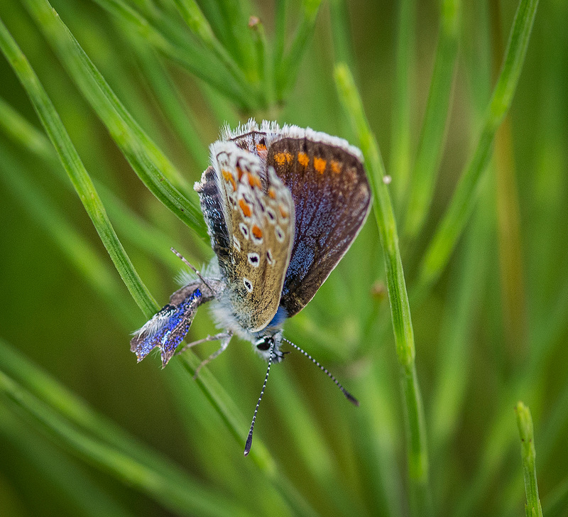 Common blue butterfly