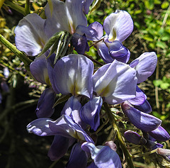 20200517 7469CPw [D~LIP] Chinesische Wisteria (Wisteria sinensis), [Chin. Blauregen], UWZ, Bad Salzuflen