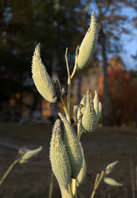 Milkweed pods