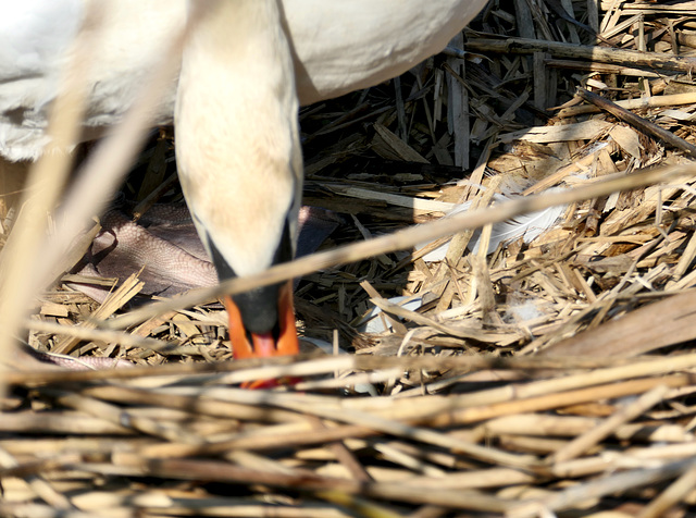 Schwan auf dem Nest