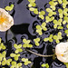 20210713 1689CPw [D~LIP] Wasser-Pest (Egebia densa), Wasserlinse (Lemna minor), Bad Salzuflen